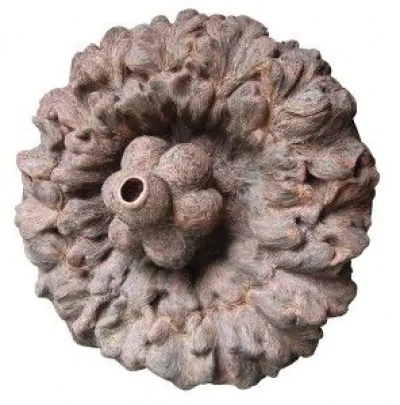 Flower Inspired Fossil
