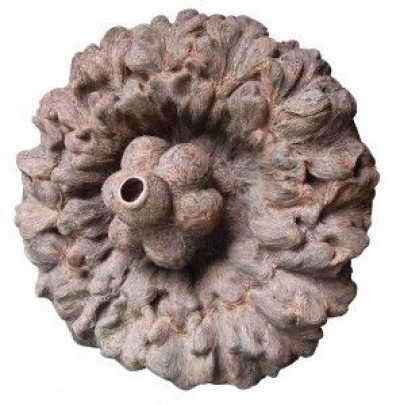 Flower Inspired Fossil