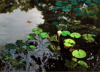 Lily Pond