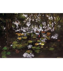 Water Lilies