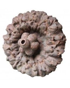 Flower inspired Fossil by Tapas Biswas