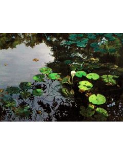 Lily Pond